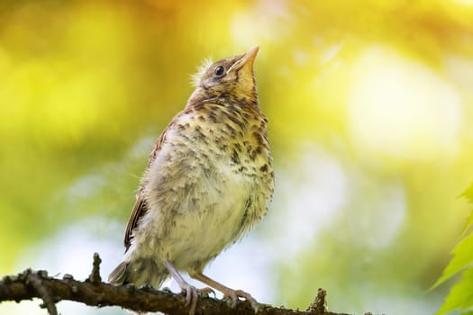 The photograph depicts Mavis at the stump