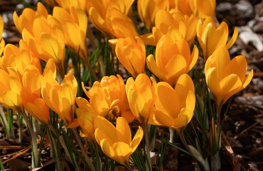 Crocus, flowers of the spring