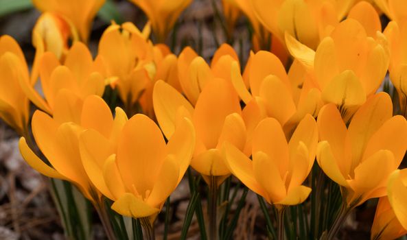 Crocus, flowers of the spring