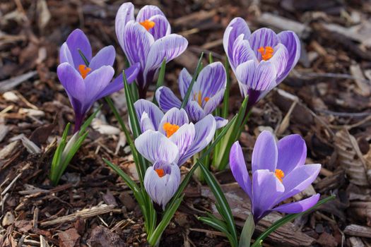 Crocus, flowers of the spring
