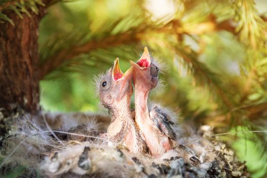 The photo shows the chicks in the nest