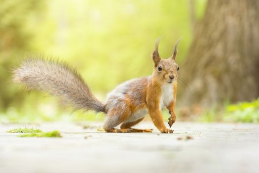 the photograph shows a squirrel on a tree