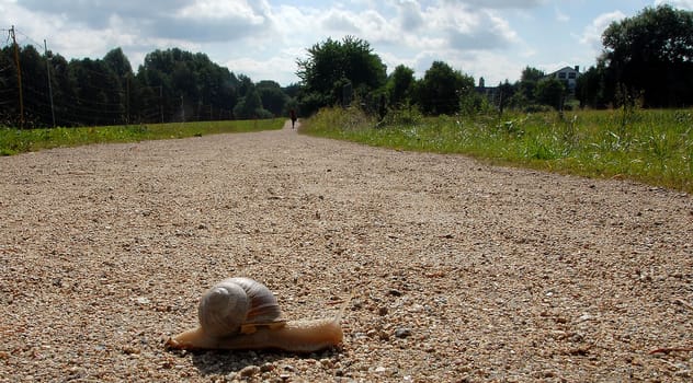 Snail crossing a long way for travelling a very long time