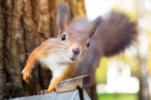 the photograph shows a squirrel on a tree