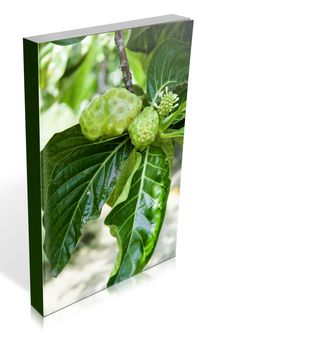 book of a noni fruit on the tree