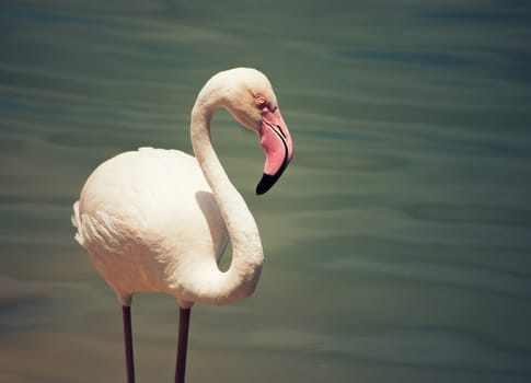 Profile of pink flamingo standing in water at a Florida zoo