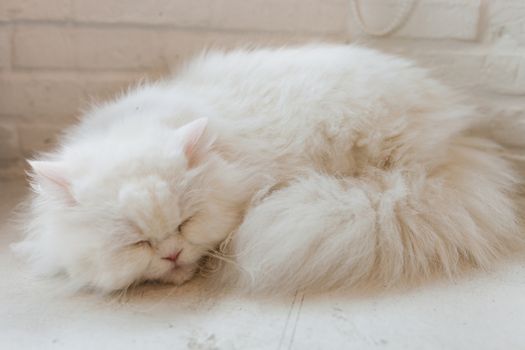 Cute little cat kitten sleeps .