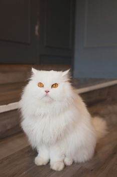 portrait of cute Tabby cat Fluffy pet looks curious.