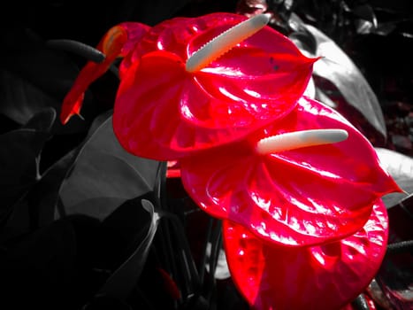 Nature view of Flamingo flowers blooming in garden under sunlight