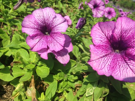 Nature view of purple flowers blooming in garden under sunlight