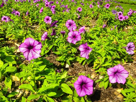 Nature view of purple flowers blooming in garden under sunlight
