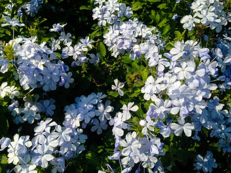 Nature view of blue flowers blooming in garden under sunlight