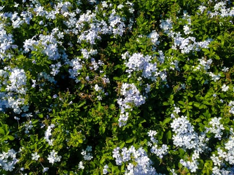 Nature view of blue flowers blooming in garden under sunlight