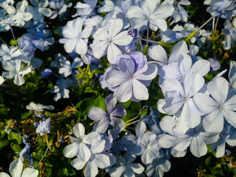 Nature view of blue flowers blooming in garden under sunlight