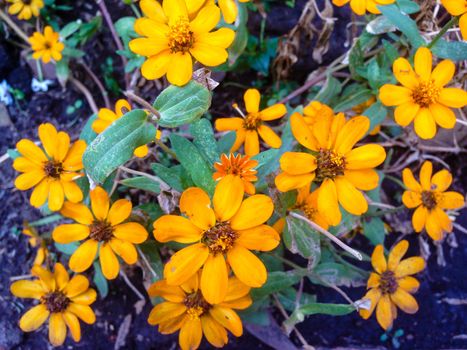 Nature view of yellow flowers blooming in garden under sunlight