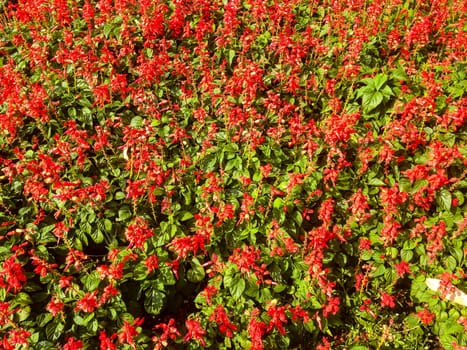 Nature view of red flowers blooming in garden under sunlight