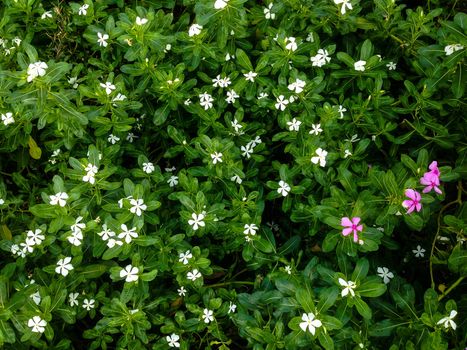 Nature view of flowers blooming in garden under sunlight