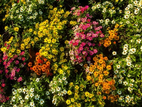 Nature view of flowers blooming in garden under sunlight