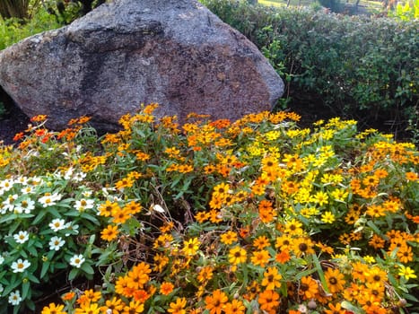 Nature view of flowers blooming in garden under sunlight