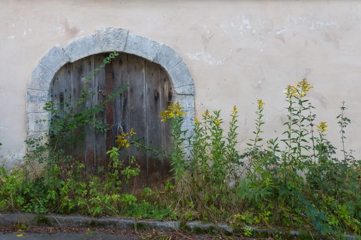 Entrance to the old wine cellar, not used for a long time. High plants infront of the door.