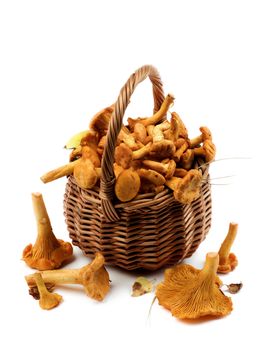 Arrangement of Fresh Raw Chanterelles with Dry Leafs and Stems in Wicker Basket closeup on White background