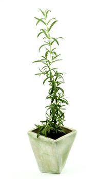 Fresh Long Leafs Rosemary in Grey Flower Pot isolated on White background