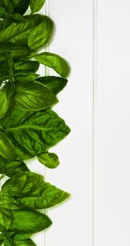 Vertical Border of Fresh Green Lush Foliage Basil Leafs closeup on White Plank background