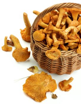 Wicker Basket Full of Fresh Raw Chanterelles with Dry Leafs Cross Section on White background