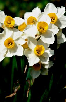 Heap of Wild White Daffodils on Blurred Natural background Outdoors. Focus on Foreground