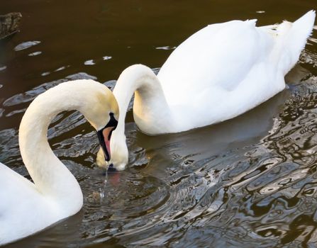 beautiful white Swan drinking water