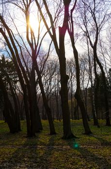 landscape sun through the trees