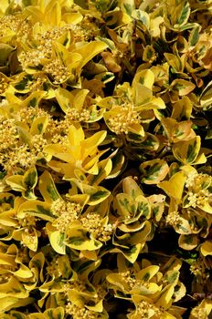 Background of Evergreen Yellow Bush with Flowers and Seeds closeup Outdoors