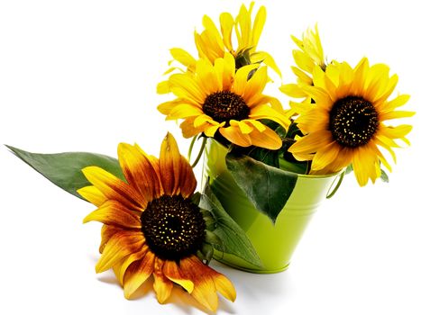 Arrangement of Beautiful Sunflowers with Leafs in Green Bucket closeup on White background