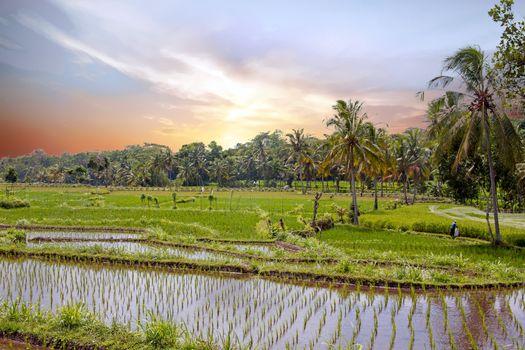 Rice field agricultural landscape in the countryside from Java Indonesia Asia
