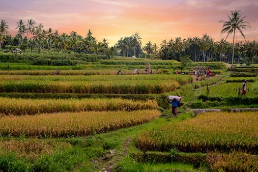 Workers on the land planting rice in the fields of Java Indonesia