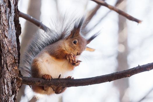 the photograph shows a squirrel on a tree