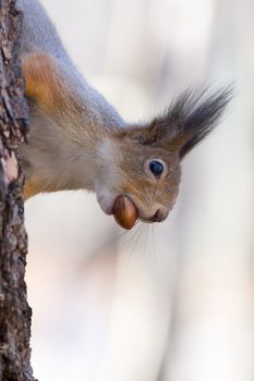 the photograph shows a squirrel on a tree