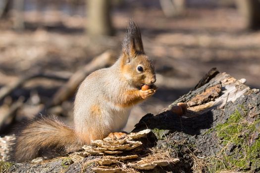 the photograph shows a squirrel on a tree