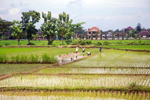 Rice field agricultural landscape in the countryside from Java Indonesia Asia