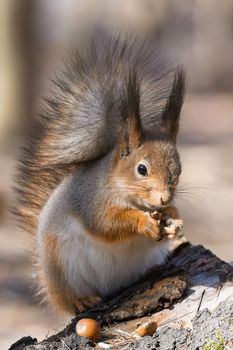 the photograph shows a squirrel on a tree