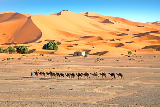 Camels in the Erg Shebbi desert in Morocco