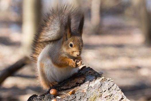 the photograph shows a squirrel on a tree