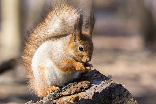 the photograph shows a squirrel on a tree