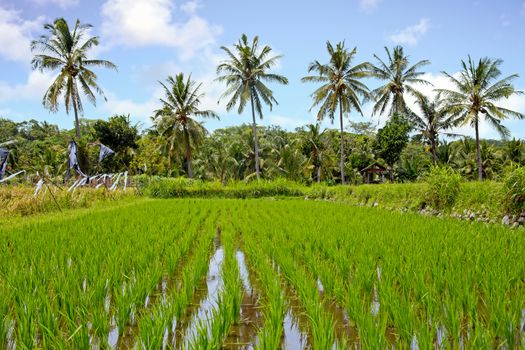Tropical landscape with rice field on Java Indonesia Asia