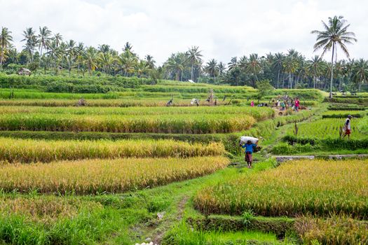 Workers on the land planting rice in the fields of Java Indonesia