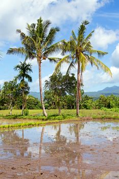 Tropical landscape on Java Indonesia Asia