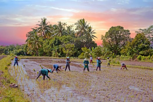 Workers on the land planting rice in the fields of Java Indonesia Asia