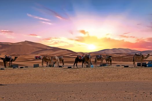 Camels in the Erg Shebbi desert in Morocco