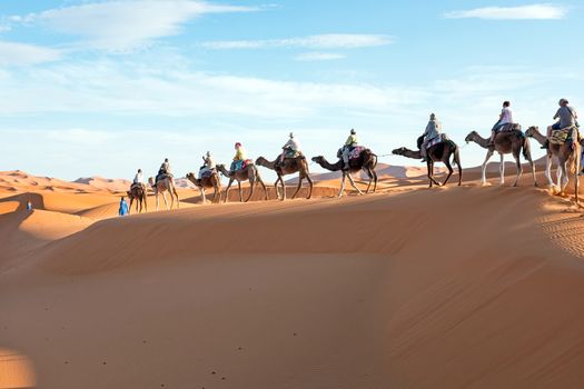 Camel caravan going through the sand dunes in the Sahara Desert, Morocco.