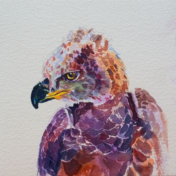 Hand painted watercolor of African crowned eagle on white paper